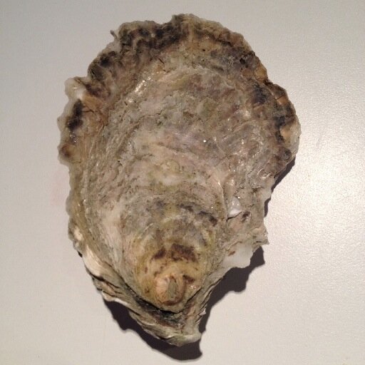 International #Oyster Symposium 2015 #IOS6CC #IOS6tradeshow #IOS6expo  #worldoystersociety tweets by @oysters4h2o @MangezMoiOyster