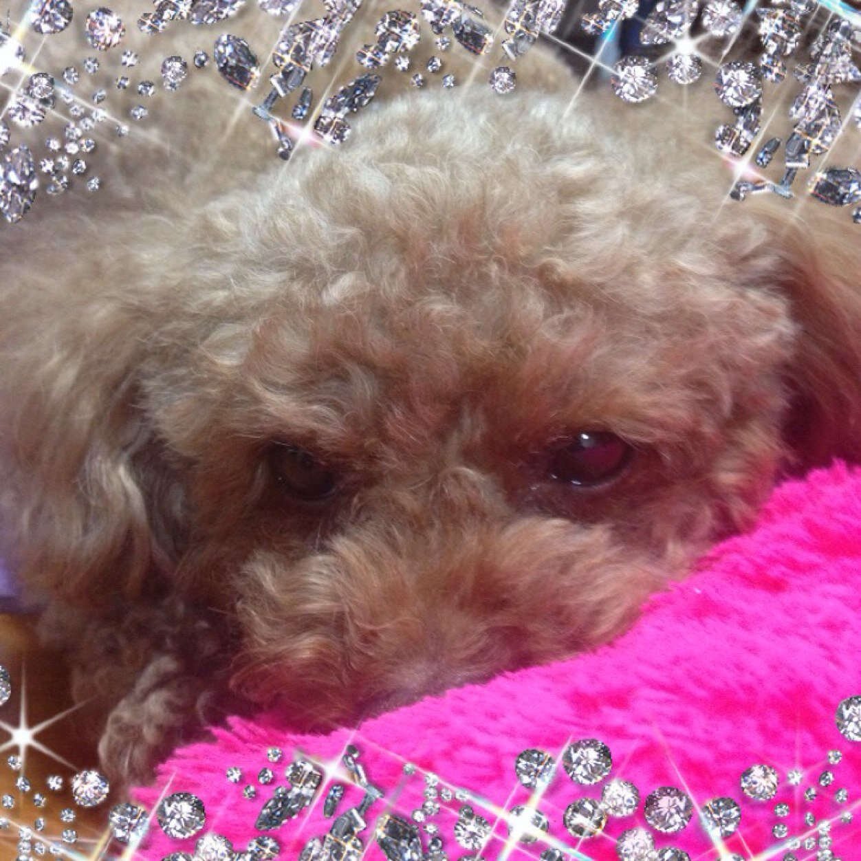 息子２人、無事に成人しました✨❤️愛犬ココア❤️13歳♀平成28年10月糖尿病発病😩同時に白内障も💦糖尿病、気管支虚脱、闘病生活頑張っておりましたが、願いも叶わず2020.10.08🌈旅立ってしまいました🥺