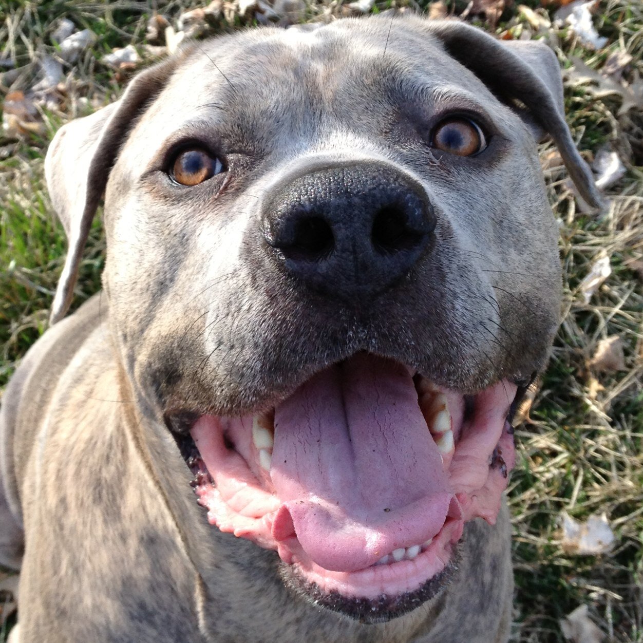 Trader_Jake's profile picture. Equities - Stocks, Options, Futures, Funds, & other general badassery. Non Ducor; Duco. #tastytrader #CaneCorso enthusiast
