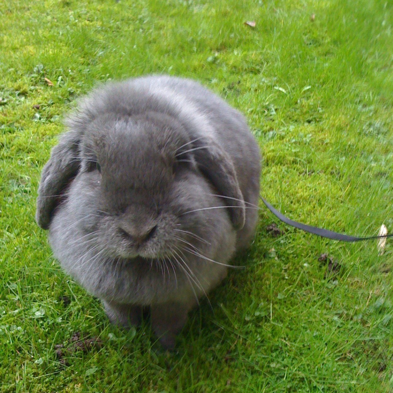 Missie lives with mum & uncles in london. Sadly lost her husbun Dappy and her babies. x Binky free ASBO, Reggie, Cocopops & Dappy. GBNF ❤️ x
