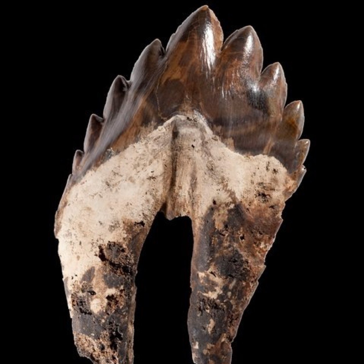 The mission of Paleo Quest is to advance the sciences of Paleontology and Geology, STEM education and Citizen Science