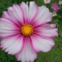 자연인 (@ryu8529) 's Twitter Profile