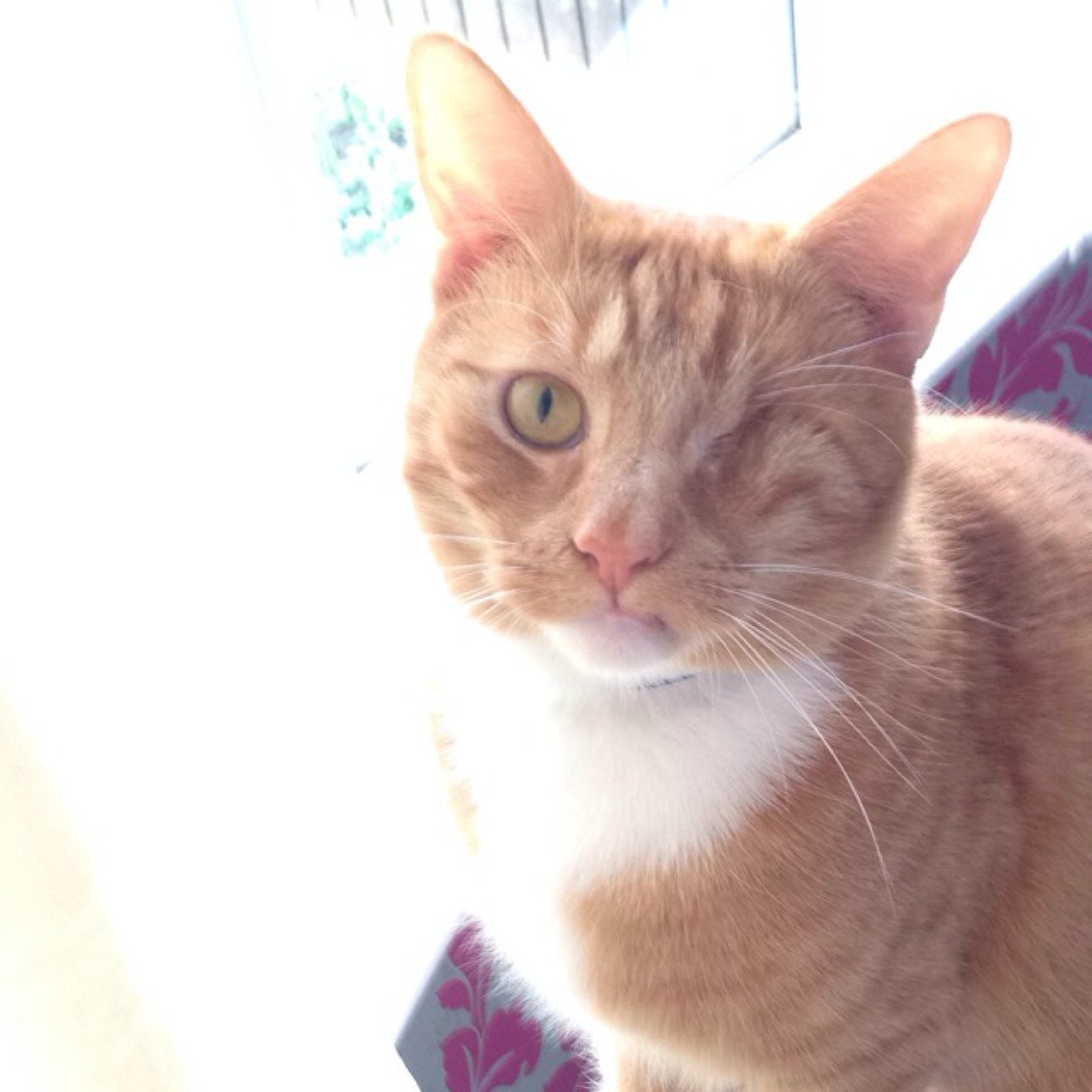 My name is Gingersnap. I am ginger I love coat hangers, playing outside, fighting with my bae blossom. And eating especially dreamies treats p.s i am a cat ￼