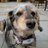 Jasper_Vieira's profile image