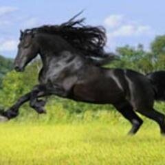 مواطن مصرى ومحبا لبلده