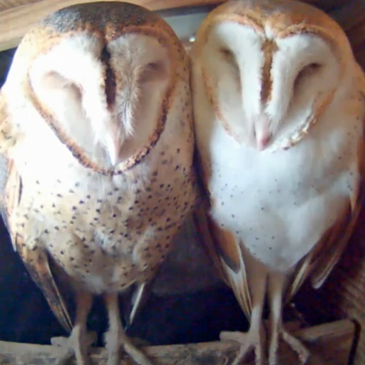 Texas Barn Owls (texasbarnowls) Twitter