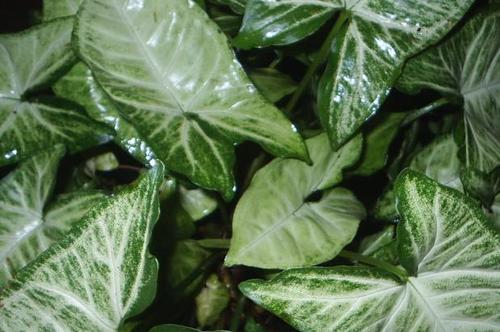 biologist_by_ma's profile picture. Writer, Published Author, Editor,  Freelancer and Biologist.