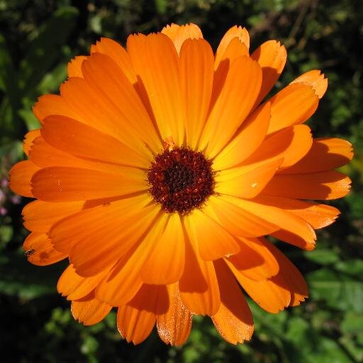 SeirianGwyn's profile picture. Socialist, idealist, fed up with the state of everything. Desperate to see Britain become a decent country of social justice again.