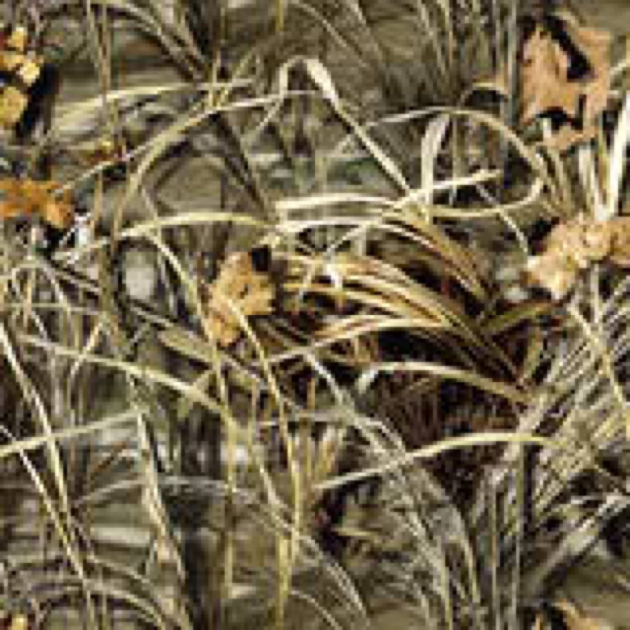 muddigger329's profile picture. (Single) red neck