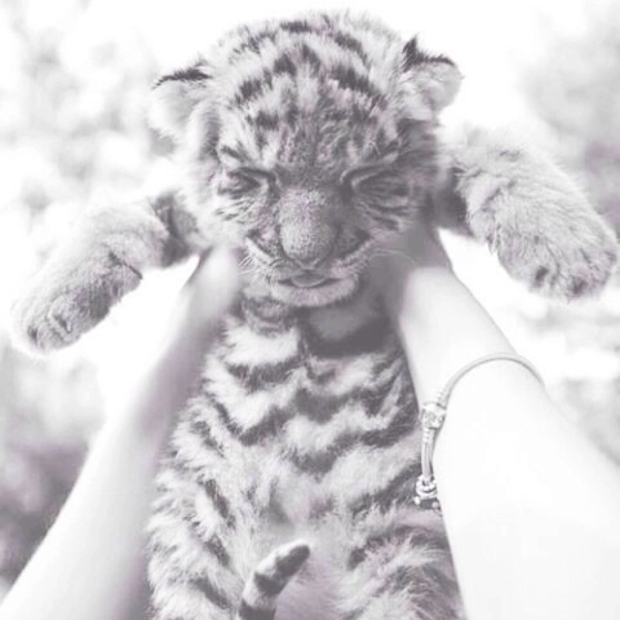 OnceUponAFauna's profile picture. #ToasterMaster – ∮