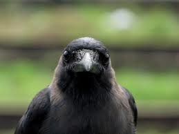From the Life and Tweets of the Crow