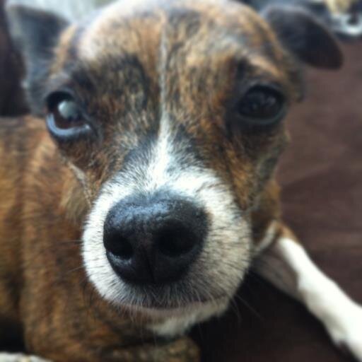 I began in a puppy mill, spent time in foster care and the pound, and am now living the high life!
