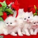 Ghada Ramadan - @GhadaRamadan17 - Twitter