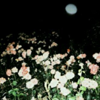 انطق جمالاً او تجمل باسكوت ...*                                             lnst:shwaid_2