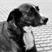 lois (@loisg99) Twitter profile photo lois (@loisg99) Twitter profile photo