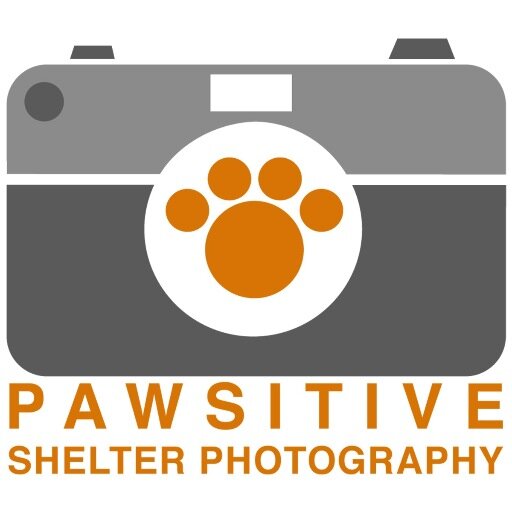 Saving good pets through better photography
Pawsitive Shelter Photography is a volunteer 
organization operating in the Central Florida area.