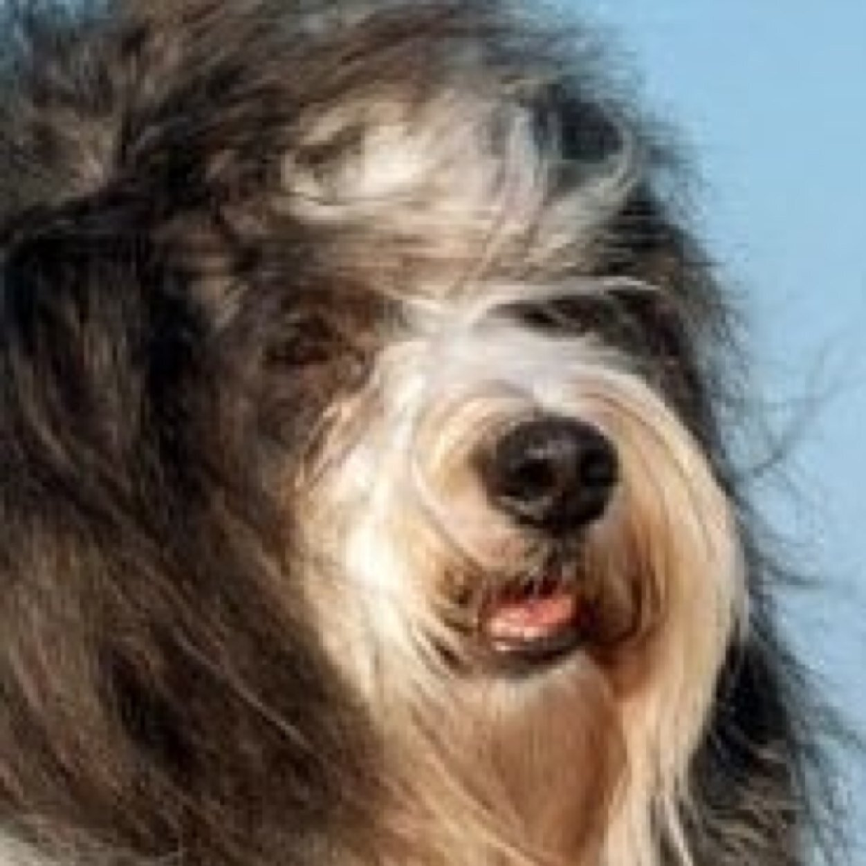 jfrench98's profile picture. Suuuuuperrrr Mariooooo Balotelliiiii