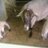 ovellaripollesa's profile image