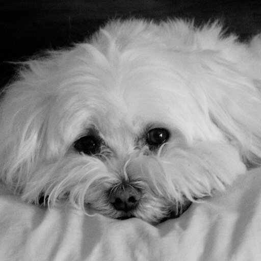 1st dog Mayor of Atlanta in DOGTV contest. Mission: Make ATL a NO-KILL city. Tweet pet rescue/adoption, pet-friendly travel & events/happenings in ATL & GA.