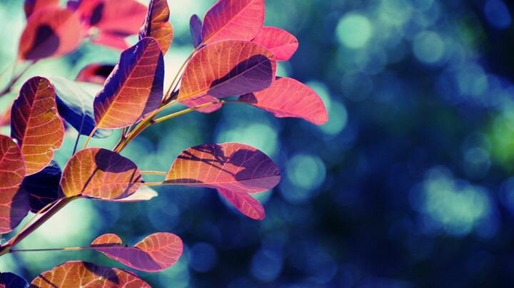 AsfiaMurtaza's profile picture. 