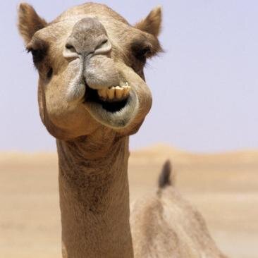 typical arab probs...