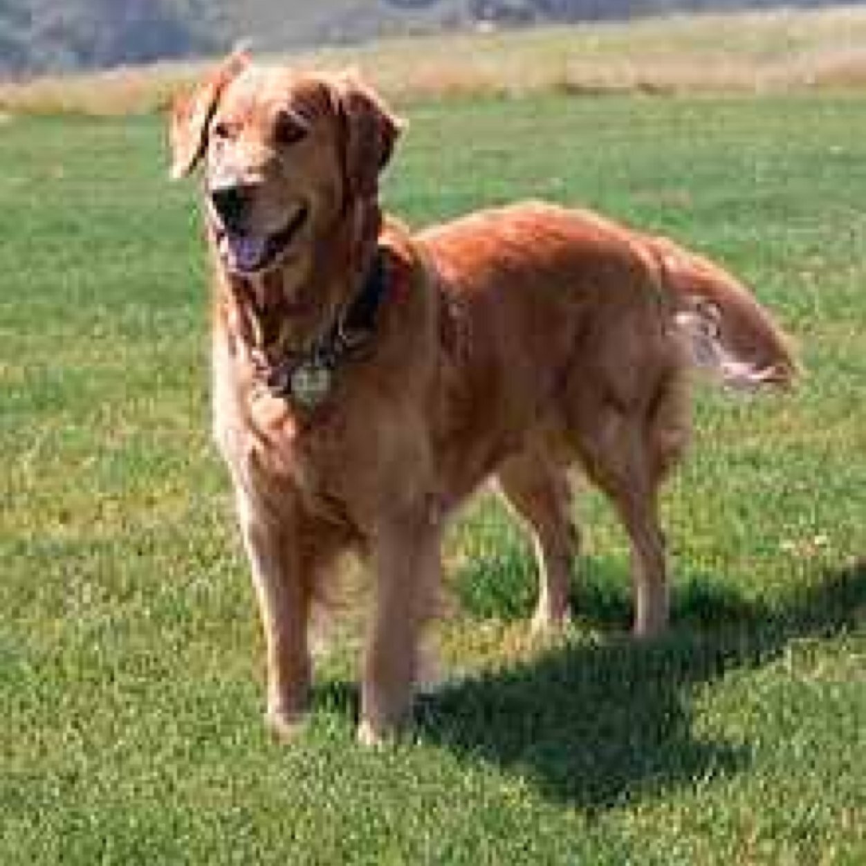 ShadowLoyal's profile picture. owners @Real_GwenStacy and @PrimoSpidey I'm just a regular dog. #TakenBy @ol_hagen. I was a dog now I'm human for a while I guess. 11 years old