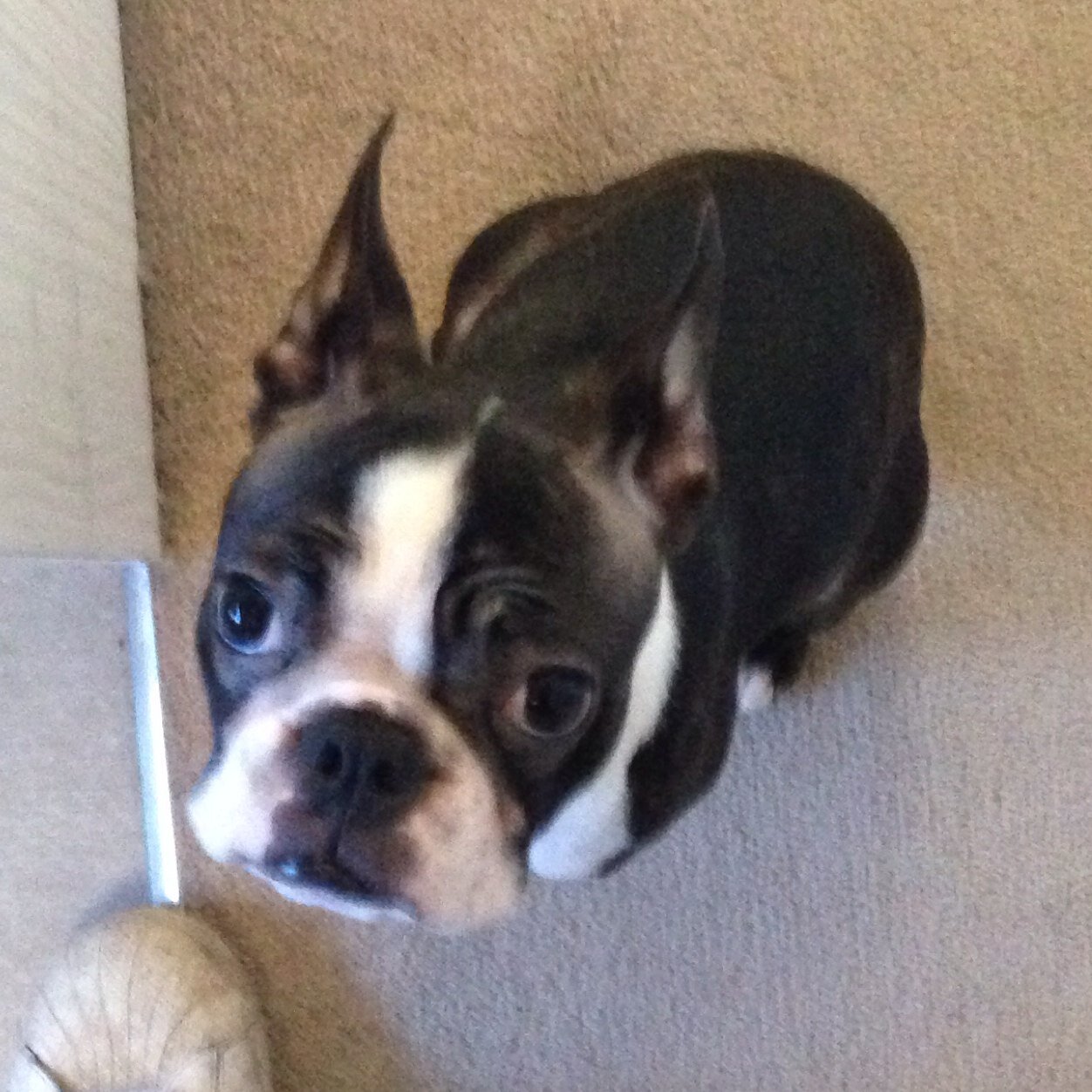 PopeyeTerror1's profile picture. I'm a 4yr old Boston Terrier named Popeye.This is my story as it happens, Follow me in my path of chaos & cuteness. I will keep you all updated with pictures :)