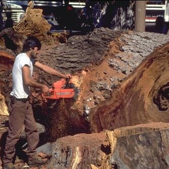 BrazilCutDown's profile picture. Awareness for the deforestation in Brazil. This problem is worse than you think and will affect nearly everyone on Earth.