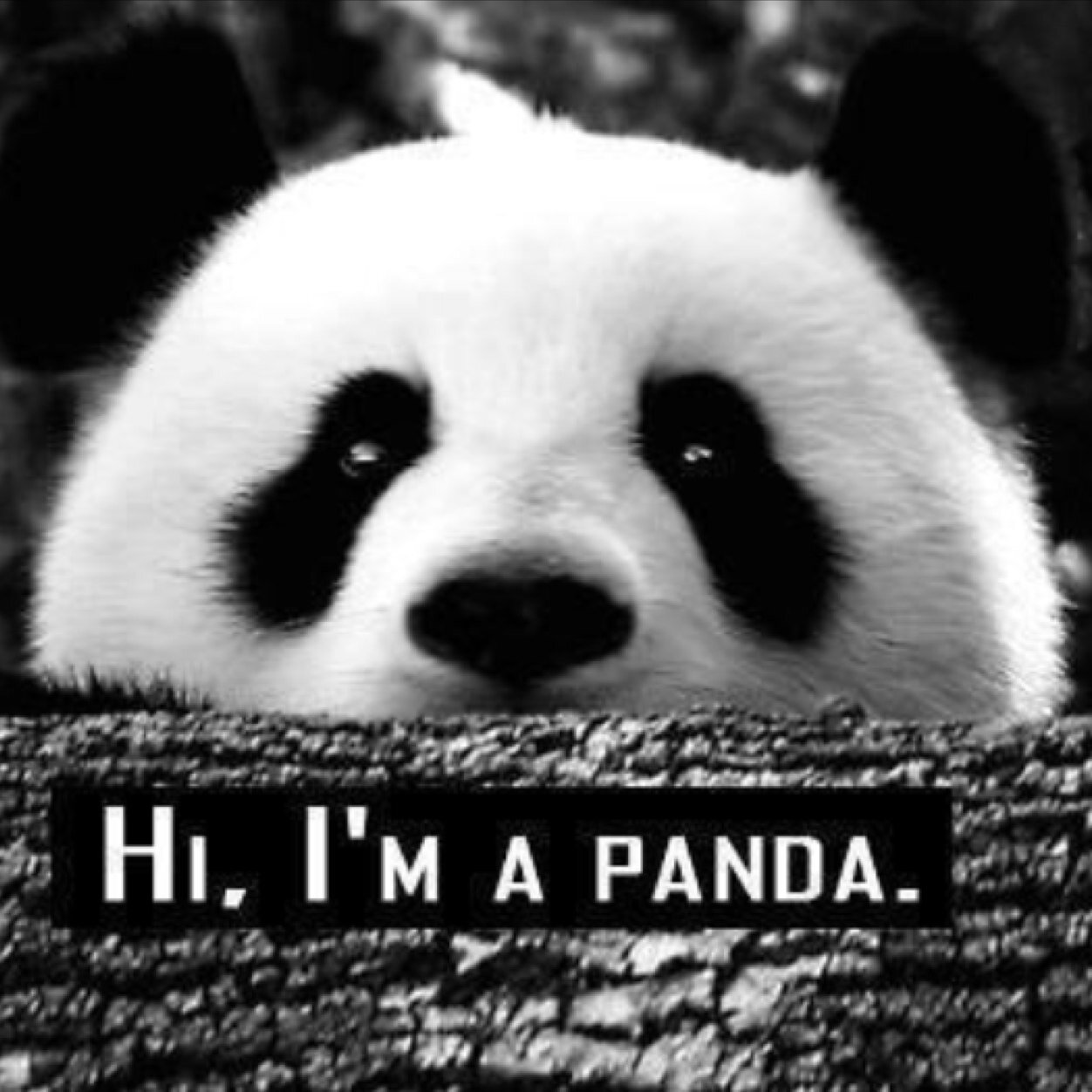 Hi! My name is Panda Cornielius, and I make pictures. This is kind of a blog of what I do, and I hope you like it. :)