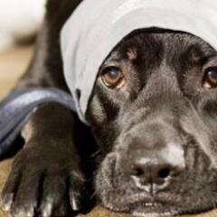 AMANTE DE LOS ANIMALES-