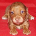 Teresa Phoenix - @TeresaPhoenix - Twitter