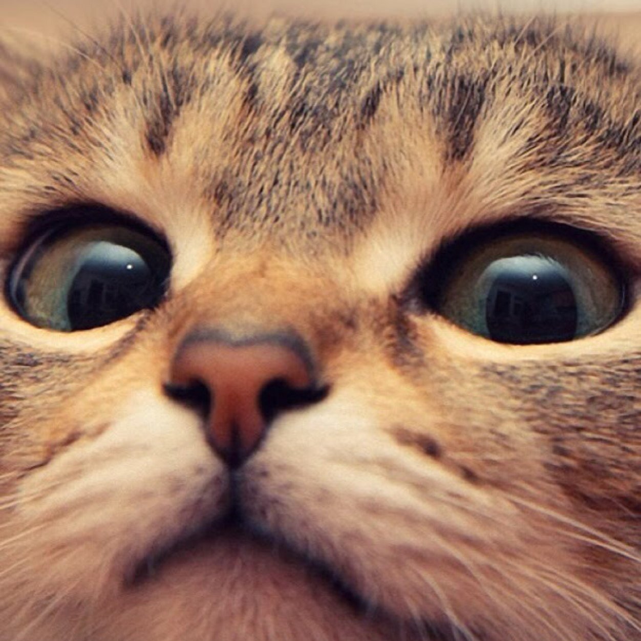 dancemomDi's profile picture. 