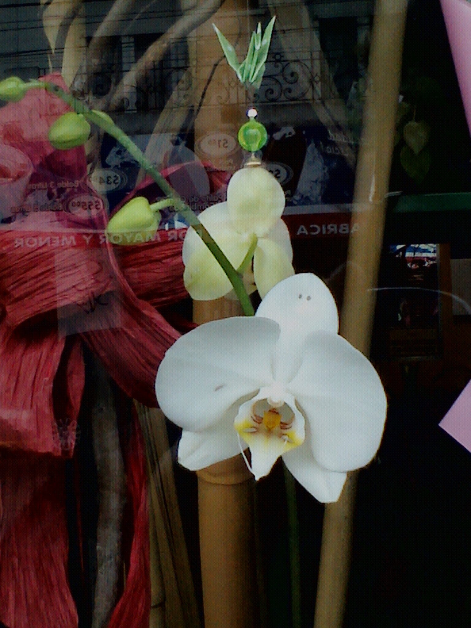 41 años cultivadora de orquídeas y pintora de cuadros
