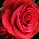 Terri Cage - @tcage2010 - Twitter