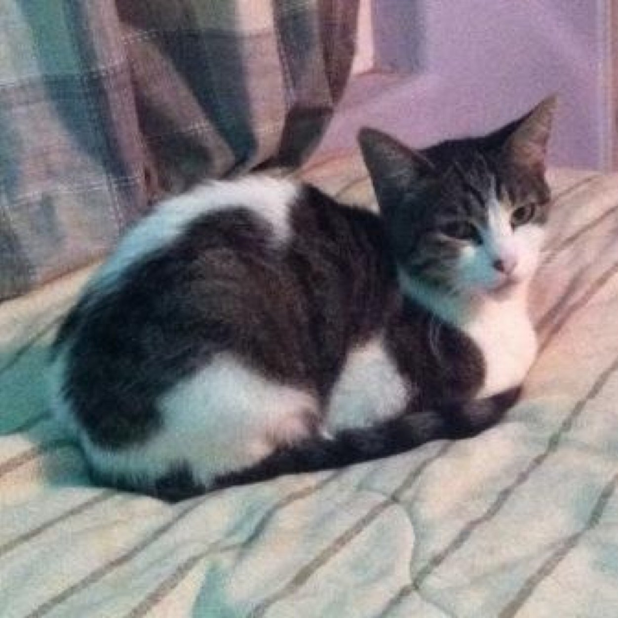 TechieKatie's profile picture. Theatre geek. Avid reader. Auntie and Kitty Mommy.