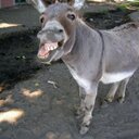 Wayne Lichtenwalner - @WALenyaW - Twitter