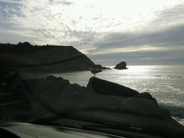 SFPacifican's profile picture. 