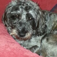 Ms Mursic🇺🇦 (@imursic) 's Twitter Profile