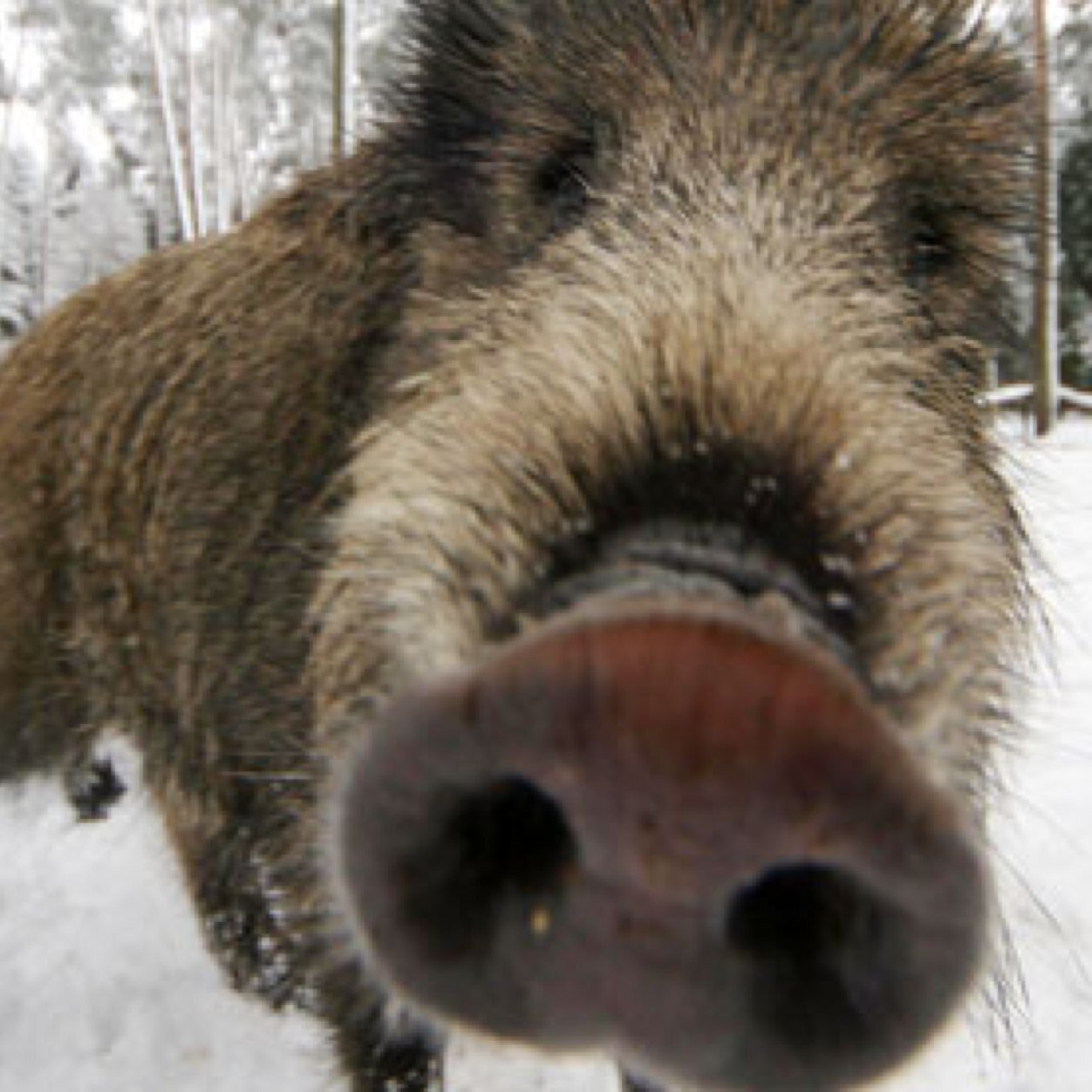 Creeksman's profile picture. 