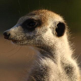 DecioLemos's profile picture. 