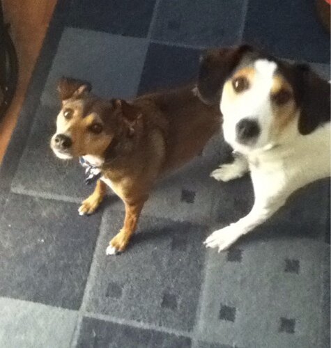 cpitt24's profile picture. Being a geek means never having to play it cool about how much you like something.   Simon Pegg