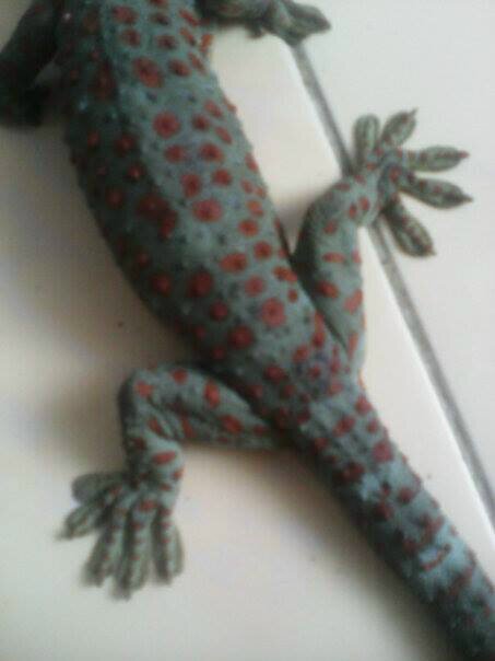 Alternatif pengobatan&penyembuhan hp:082300118069. Pin bb: 2aff6cc8