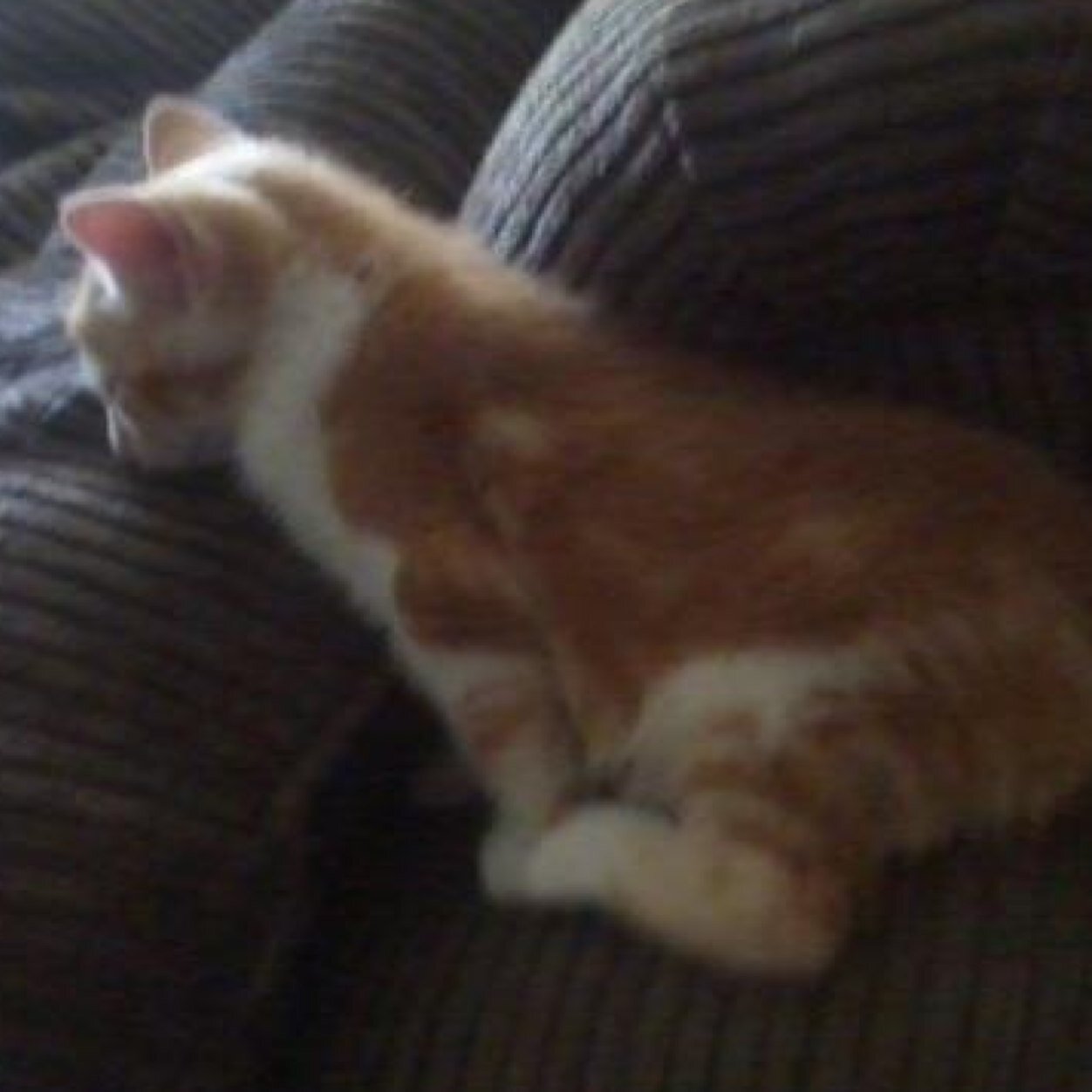 Bringing you daily facts about cats!