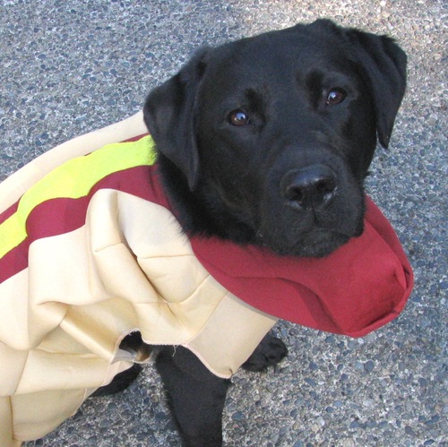 Serving the Eastside of Seattle with the best hot dogs and sausages around, just ask our customers!