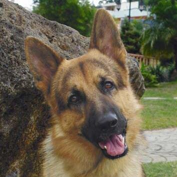 ThePastorAleman's profile picture. hobby: perseguir a mi vecino (lo odio)