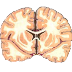 dumbthink's profile picture. 