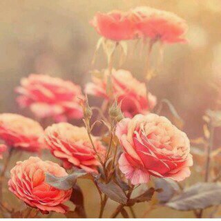 AA8368's profile picture. يارب العرش العظيم رحمتك وسترك وعفوك ورضاك