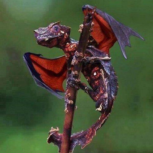 SCOOBYSTEPH's profile picture. 