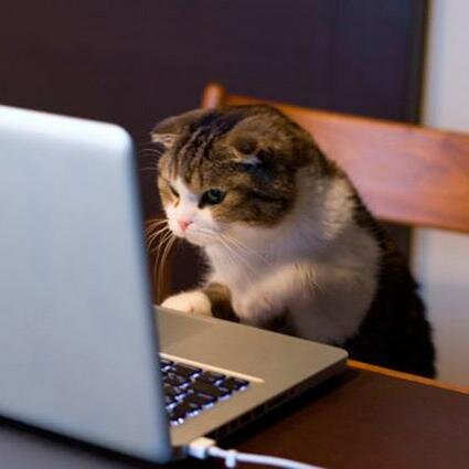 Tweeting my experiences in my first job as a junior web developer