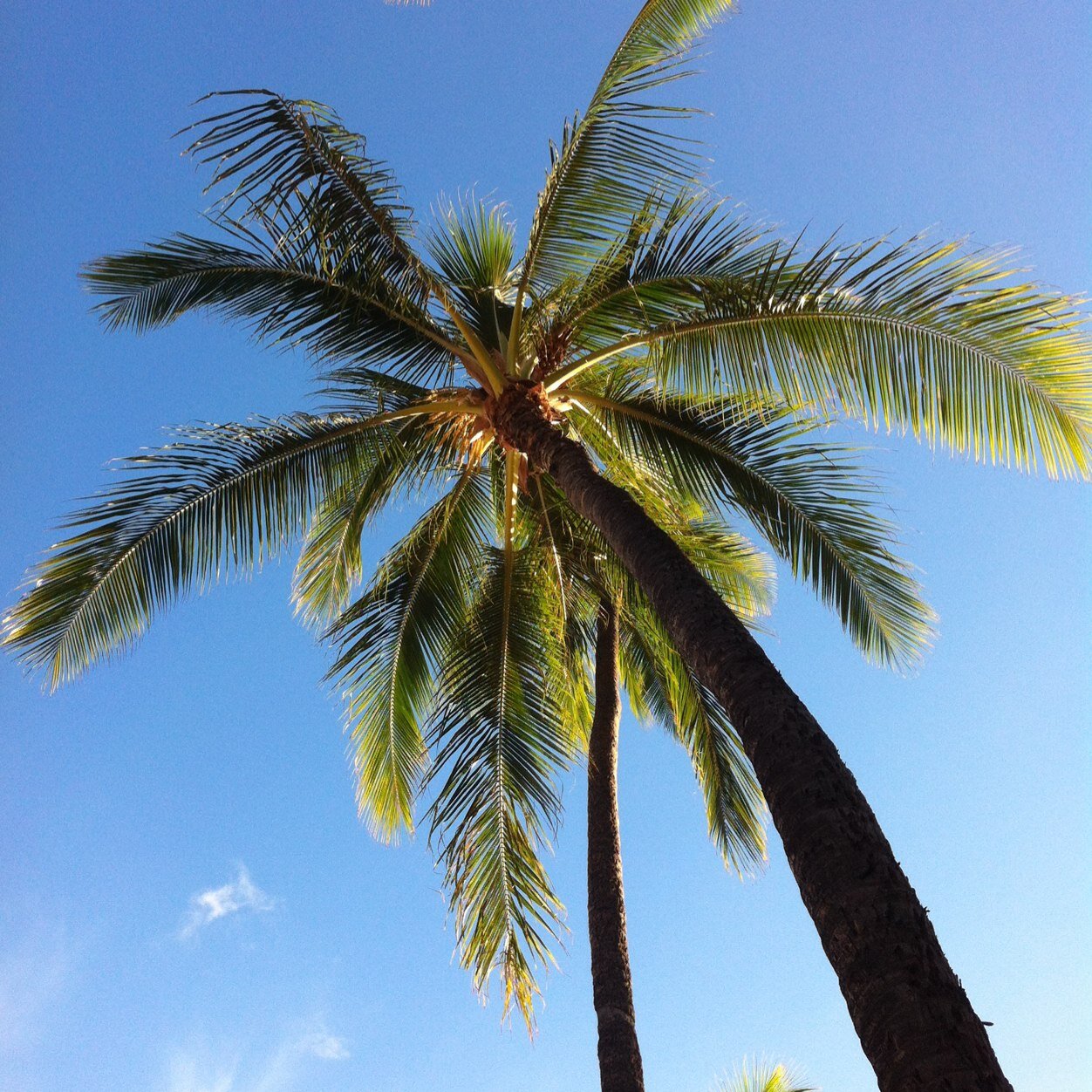 tweetiedisco's profile picture. 